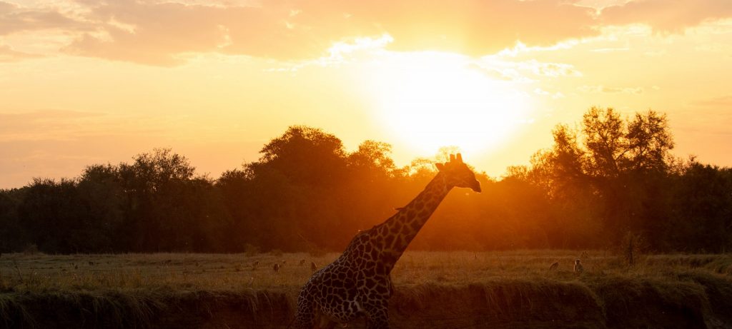 Sonnenuntergang über der Savanne mit Giraffe und weiteren Tieren im Vordergrund