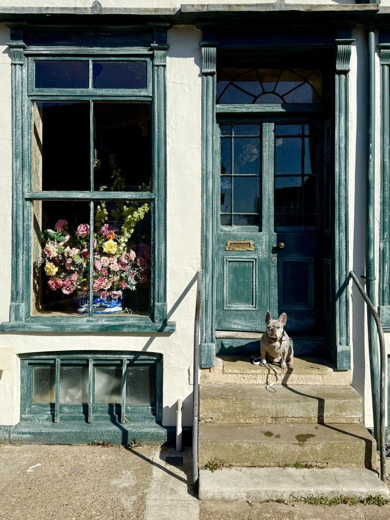 Mila sitzt vor einer türkisfarbenen Haustür unter einem Fenster mit Blumen.