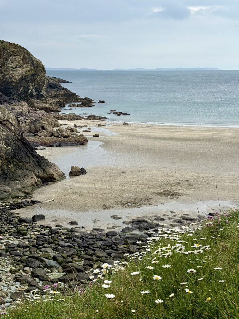 Bei Ebbe liegt der breite Sandstrand von Caerfai Bay zwischen felsigen Küstenhängen; im Vordergrund blühen Blumen.