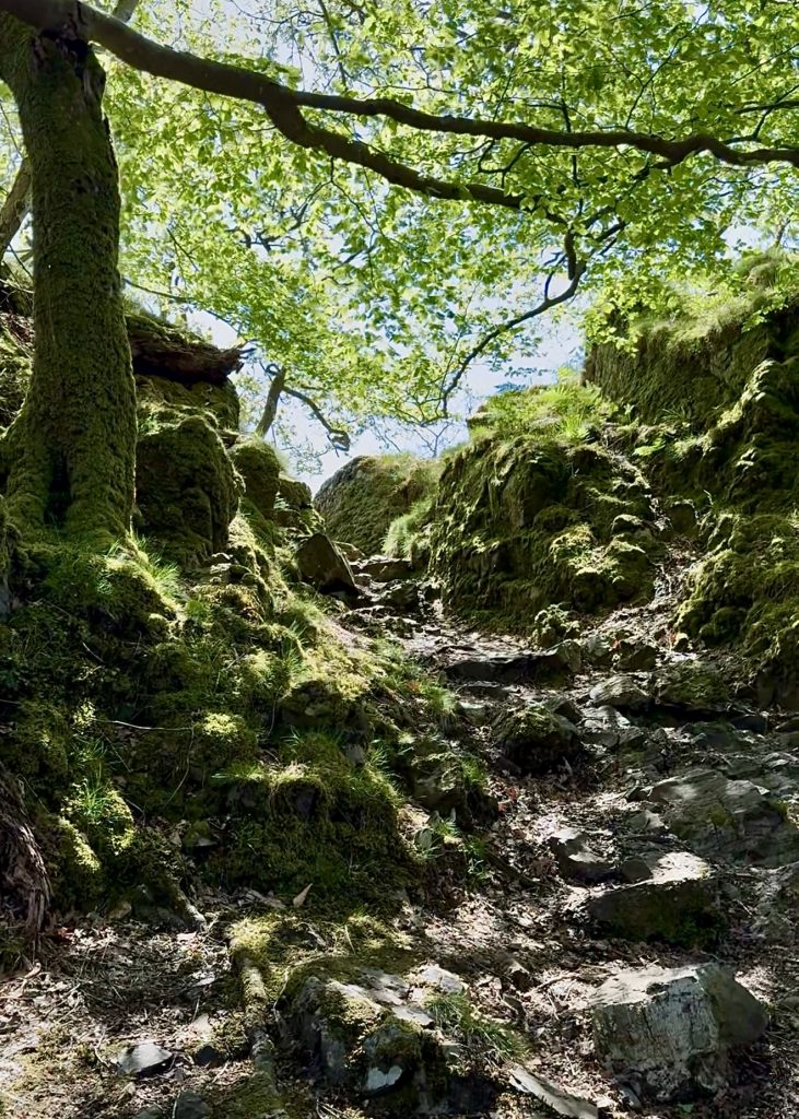 Ein schmaler, steiniger Pfad führt zwischen moosbewachsenen Felsen und Bäumen bei Dinas Emrys bergauf.