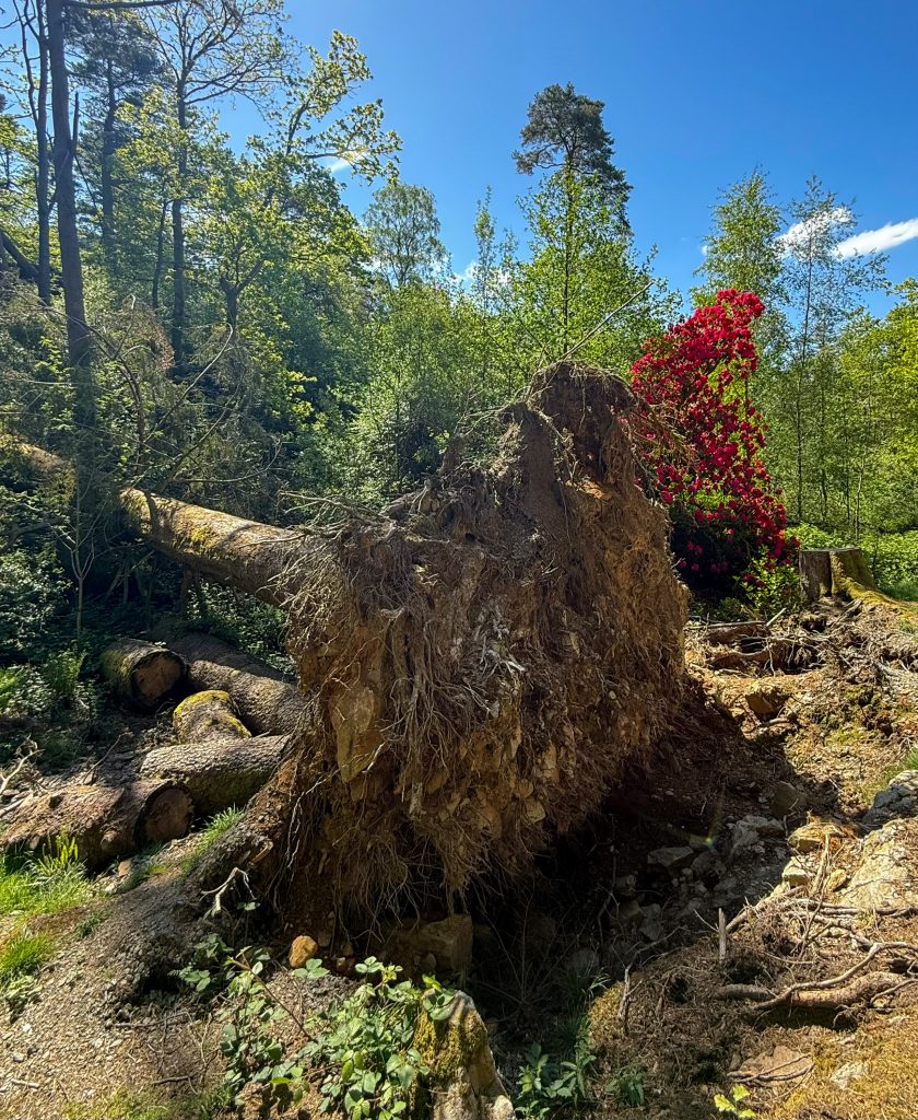 Ein umgestürzter Baum liegt mit freigelegten Wurzeln im Wald bei Dinas Emrys; dahinter blüht ein roter Rhododendron.