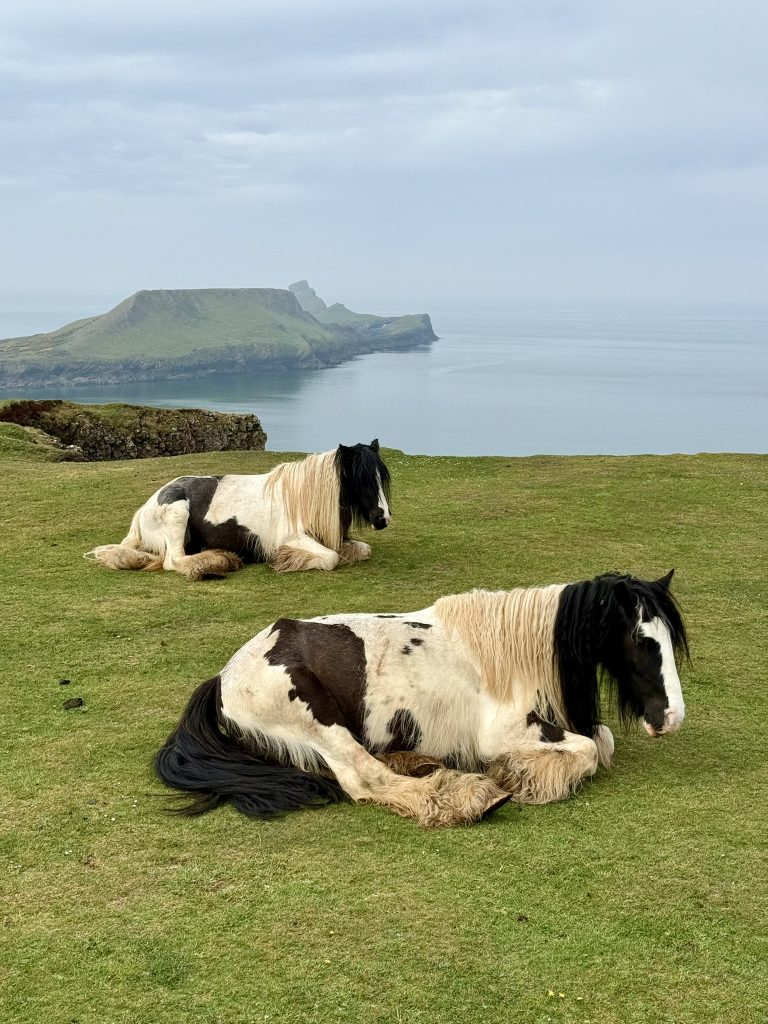Zwei Kühe liegen auf einer grünen Weide bei Rhossili; dahinter ragt Worm’s Head ins Meer.