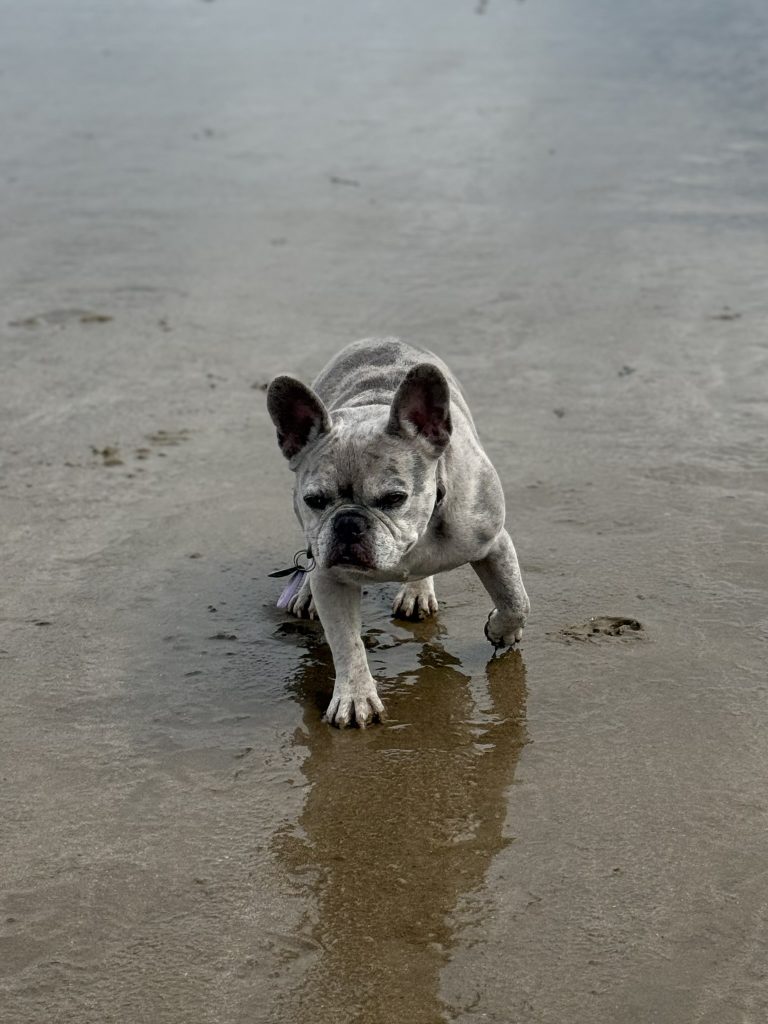 Mila watet im flachen Wasser am Strand von Rhossili.