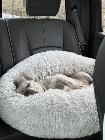 Mila schläft zusammengerollt in ihrem Hundebett auf dem Rücksitz des Autos.