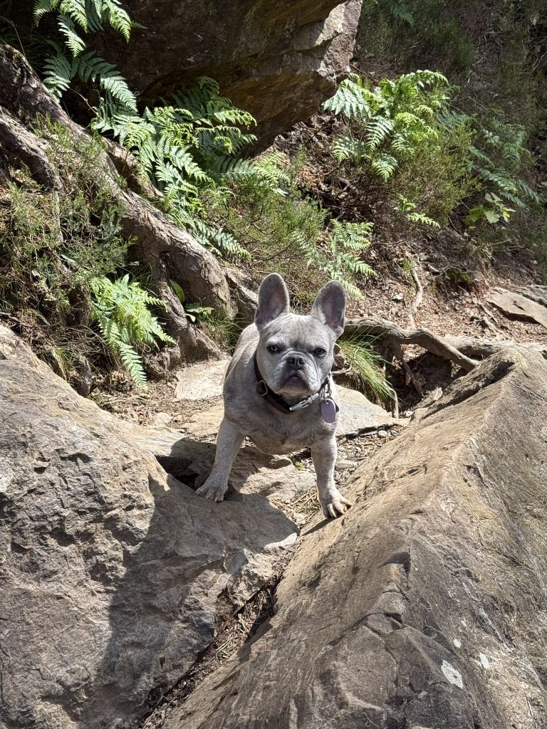 Mila steht zwischen großen Felsen und Farnen an einem Berghang.
