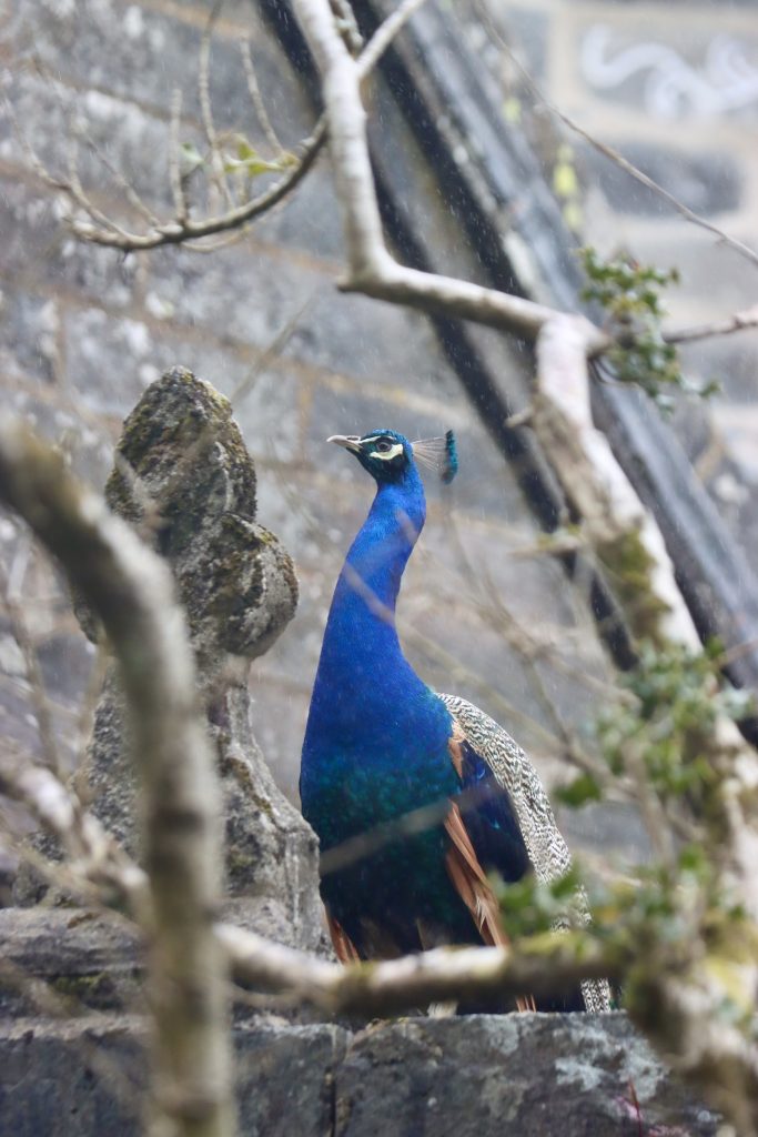 Ein Pfau steht hinter einer niedrigen Steinmauer zwischen kahlen Ästen.