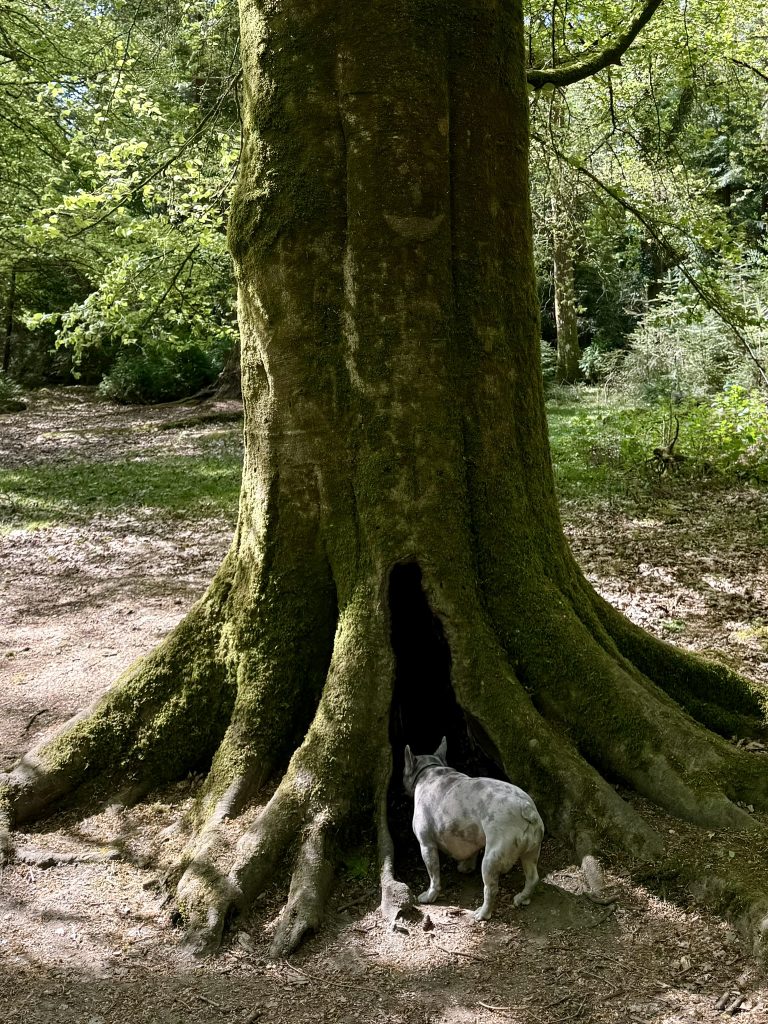 Mila steht vor dem breiten, bemoosten Stamm eines alten Baumes.